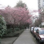 バンクーバー桜祭り
