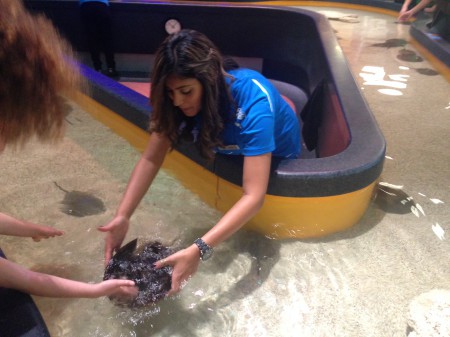 Ripleys-aquarium-horseshoe-crabs