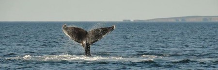 Whale-Festival-Cape-Spear-Banner