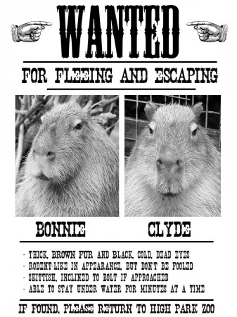 wanted