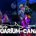 夜の水族館でJazzの生演奏とカクテルを…（強くなりたい女子会編）