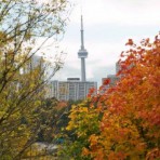 紅葉の時期が早くも到来の予感？