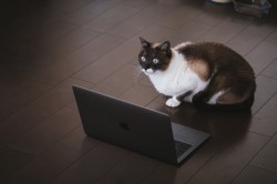 cat126IMGL6424_TP_V