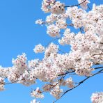 【保存版】トロントで桜をみよう！とっておきのお花見スポット